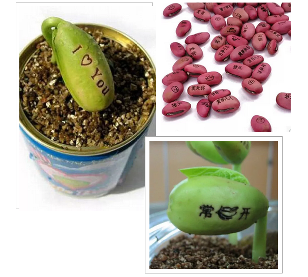 激光打標魔豆，讓愿望如花兒般綻放